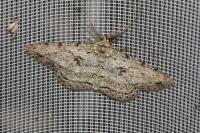 Hypomecis roboraria