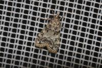 Eudonia lacustrata