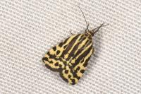 Emmelia trabealis