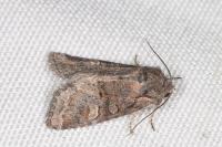 Brachylomia viminalis