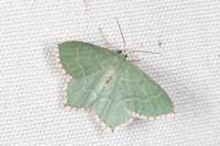 Hemithea aestivaria
