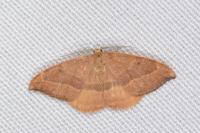Watsonalla cultraria