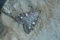 Udea olivalis