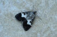 Udea hamalis