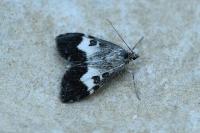 Udea hamalis