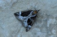 Hypena crassalis