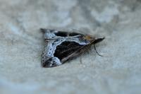 Hypena crassalis