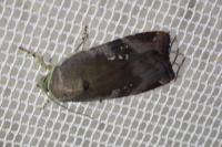 Noctua janthe/janthina