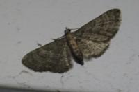 Eupithecia haworthiata
