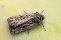Dichagyris celsicola