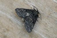 Gluphisia crenata