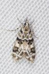 Eudonia delunella