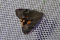 Noctua janthe