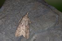 Aphomia sociella