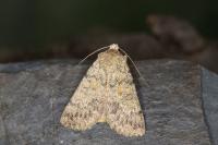 Dichagyris renigera renigera