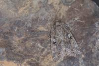 Fissipunctia ypsillon