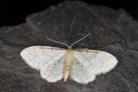 Idaea fuscovenosa