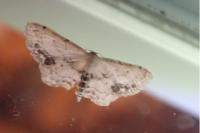 Idaea dimidiata