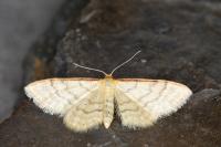 Idaea humiliata