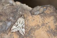Loxostege aeruginalis