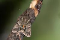 Polyphaenis sericata