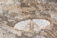 Idaea typicata