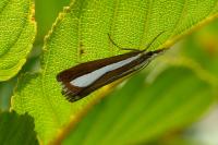 Catoptria pyramidellus
