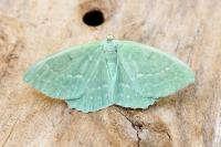 Geometra papilionaria