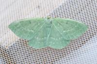 Geometra papilionaria