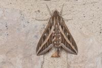 Hyles livornica