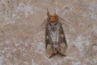 Phalera bucephaloides