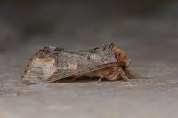 Phalera bucephaloides