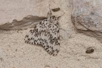 Lymantria monacha