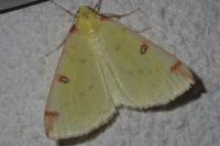 Opisthograptis luteolata