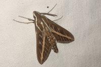 Hyles livornica