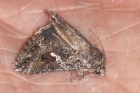 Trichoplusia ni