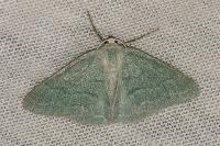 Pseudoterpna pruinata