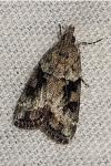 Eudonia mercurella