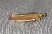 Oncocera semirubella