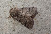 Thaumetopoea pityocampa