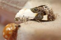 Acontia lucida