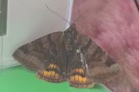 Euclidia glyphica