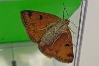 Euclidia glyphica