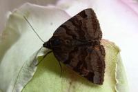 Euclidia glyphica