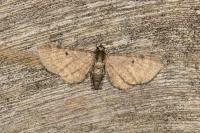 Eupithecia selinata