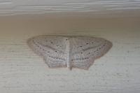 Scopula emutaria