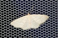 Idaea subsericeata