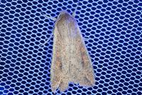 Mythimna unipuncta