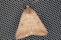 Clytie illunaris