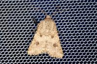 Anarta sodae
